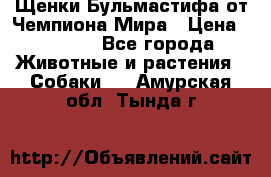 Щенки Бульмастифа от Чемпиона Мира › Цена ­ 1 000 - Все города Животные и растения » Собаки   . Амурская обл.,Тында г.